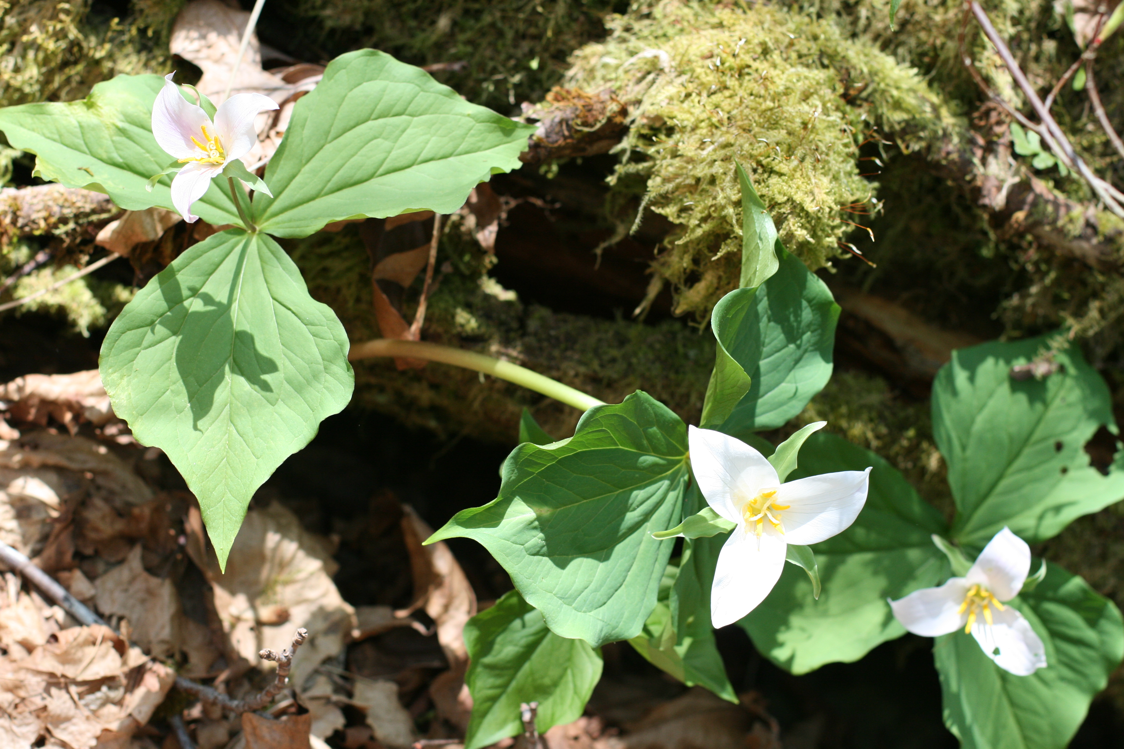 Trillium
